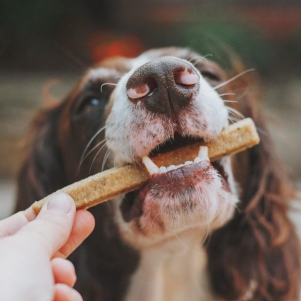 dog-treats